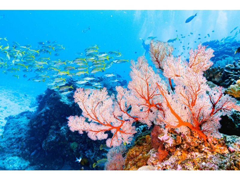 【沖縄・那覇発 慶良間諸島】ケラマ（チービシ）半日体験ダイビングの紹介画像