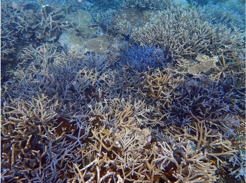 【宮古島 秘境サンゴ礁 】サンダンビジ グラスボート＆シュノーケルツアー 【漁師ガイド／水中撮影無料】の紹介画像