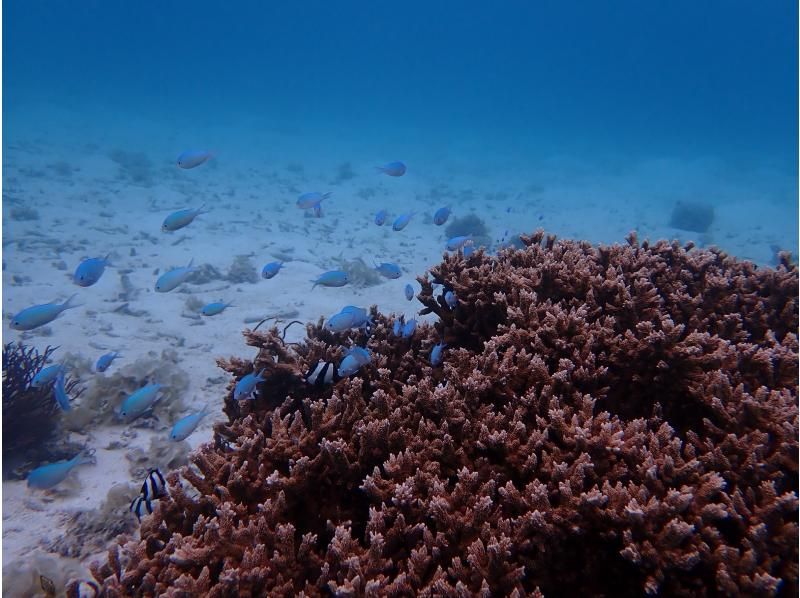 【宮古島 秘境サンゴ礁 】サンダンビジ グラスボート＆シュノーケルツアー 【漁師ガイド／水中撮影無料】の紹介画像