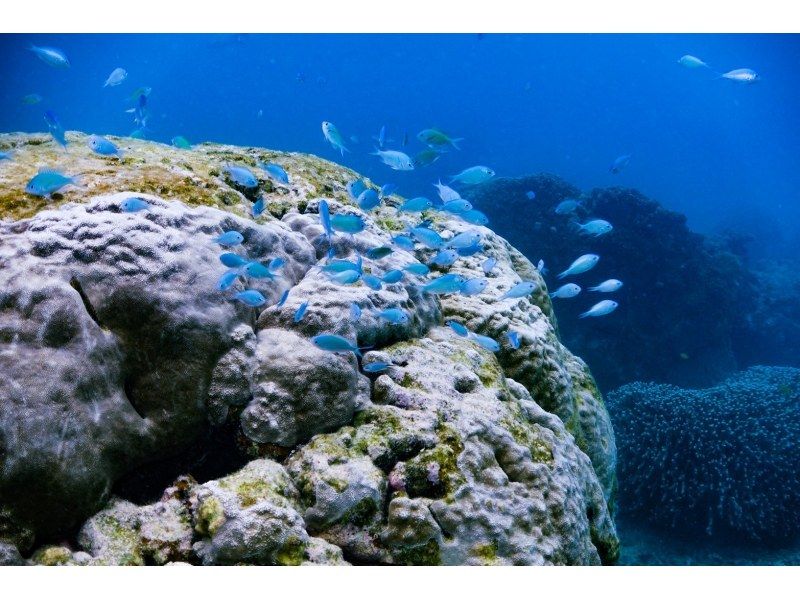 【宮古島 秘境サンゴ礁 】サンダンビジ グラスボート＆シュノーケルツアー 【漁師ガイド／水中撮影無料】の紹介画像