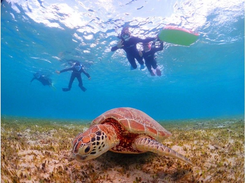 [鹿児島·奄美大島】1天浮潛！我們去看看珊瑚和海龜吧！ （帶午餐服務）の紹介画像