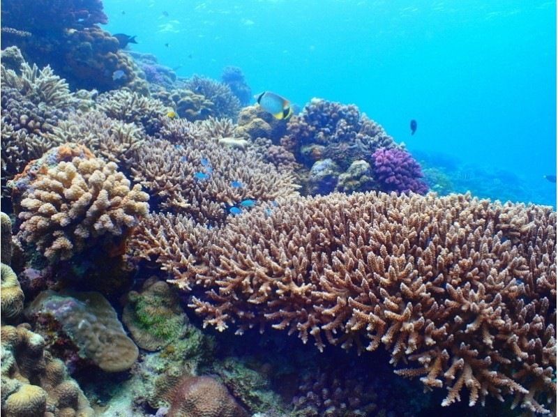 【沖縄・本部】貸切体験ダイビング（ビーチ）崎本部　美ら海水族館、ジャングリア近くの紹介画像