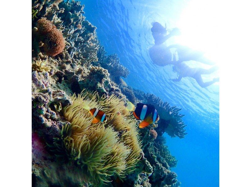 【沖縄・本部】貸切体験ダイビング（ビーチ）崎本部　美ら海水族館、ジャングリア近くの紹介画像