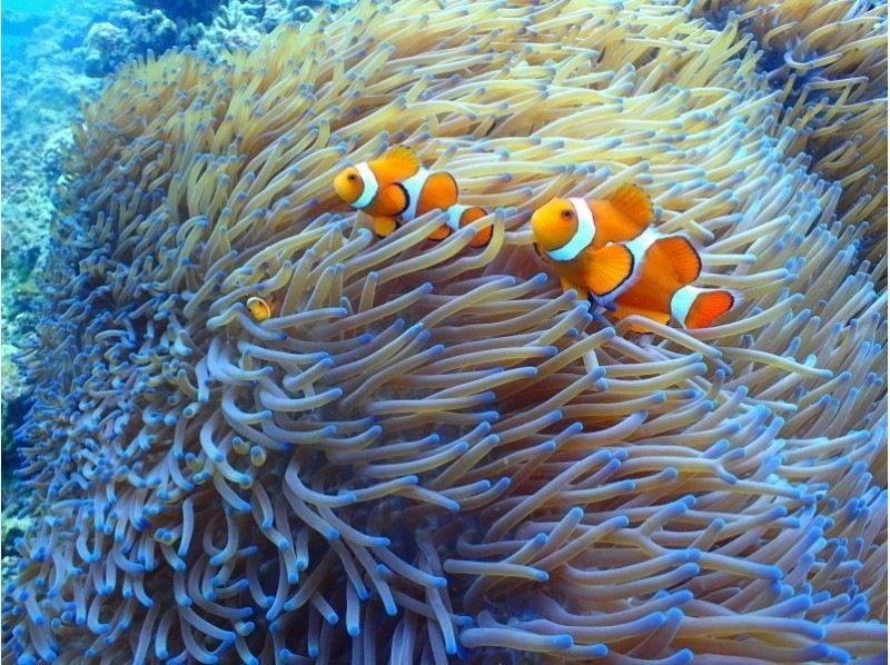 【沖縄・本部】貸切体験ダイビング（ビーチ）崎本部　美ら海水族館、ジャングリア近くの紹介画像