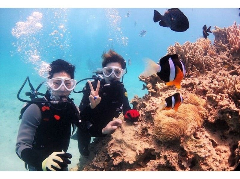 【沖縄・本部】貸切体験ダイビング（ビーチ）崎本部ゴリラチョップ やんばるの紹介画像