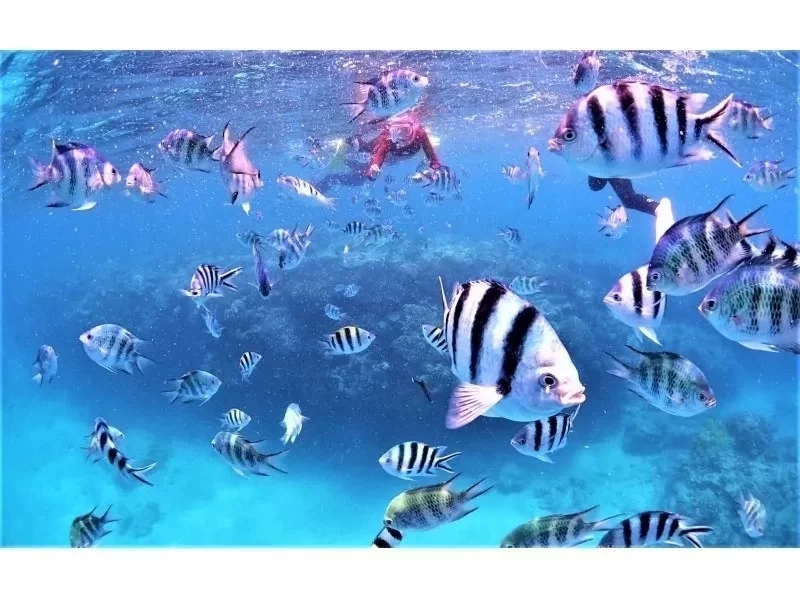 完全貸切プラン【美ら海近く】シュノーケリング＆SUPプラン【写真撮影・餌付け体験・タオル付】本部・北部・名護・ジャングリアの紹介画像