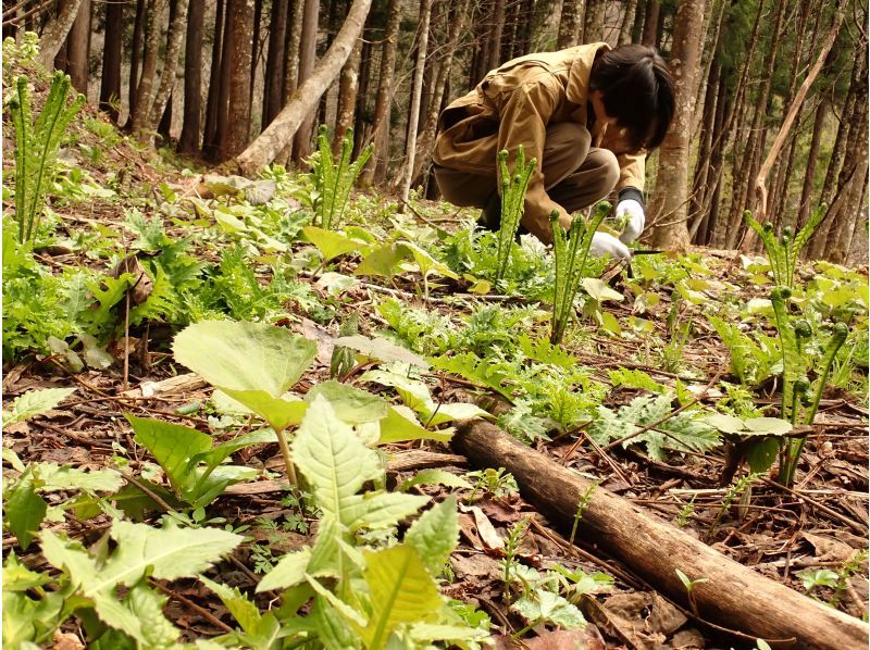 山菜採集体験の紹介画像