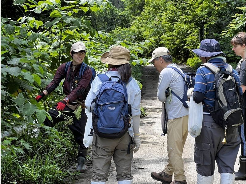 山菜採集体験の紹介画像