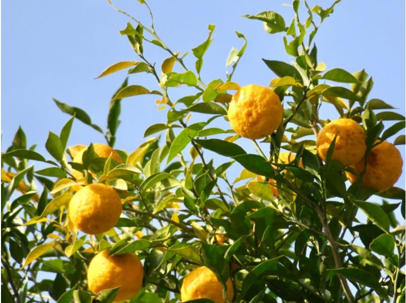 【福島県・福島市】にっぽん百低山「信夫山」ハイキングの紹介画像