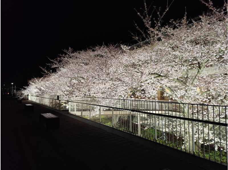 【秋田県・北秋田／能代山本】①4/11-12 ②4/17-18 現地発着１泊２日｜宿泊料込｜秋田犬散歩・内陸線乗車付きお花見ツアー！の紹介画像