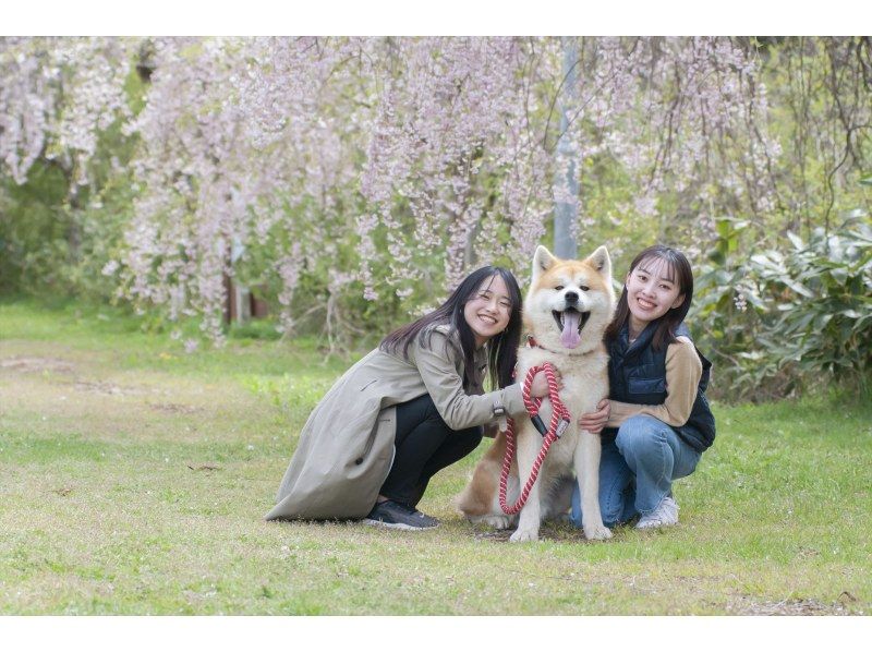 【秋田県・北秋田／能代山本】①4/11-12 ②4/17-18 現地発着１泊２日｜宿泊料込｜秋田犬散歩・内陸線乗車付きお花見ツアー！の紹介画像