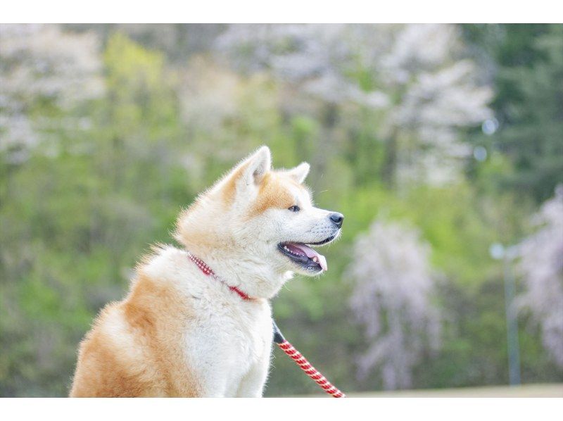 【秋田県・北秋田／能代山本】①4/11-12 ②4/17-18 現地発着１泊２日｜宿泊料込｜秋田犬散歩・内陸線乗車付きお花見ツアー！の紹介画像