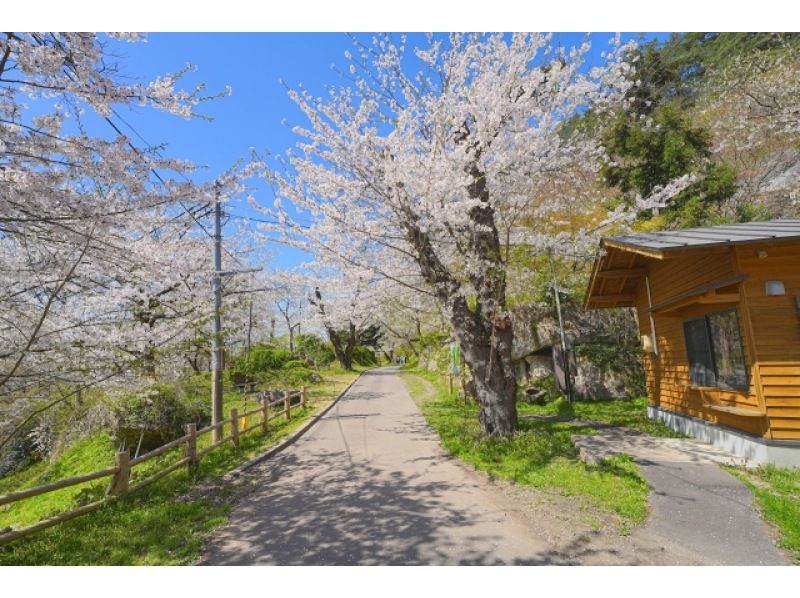 【秋田県・北秋田／能代山本】①4/11-12 ②4/17-18 現地発着１泊２日｜宿泊料込｜秋田犬散歩・内陸線乗車付きお花見ツアー！の紹介画像