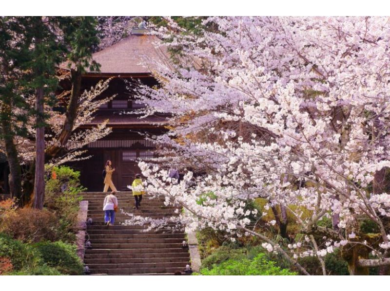【滋賀・大津】【特等席のお花見】桜のびわ湖疏水船クルーズと名刹・三井寺の歴史文化に触れる旅の紹介画像