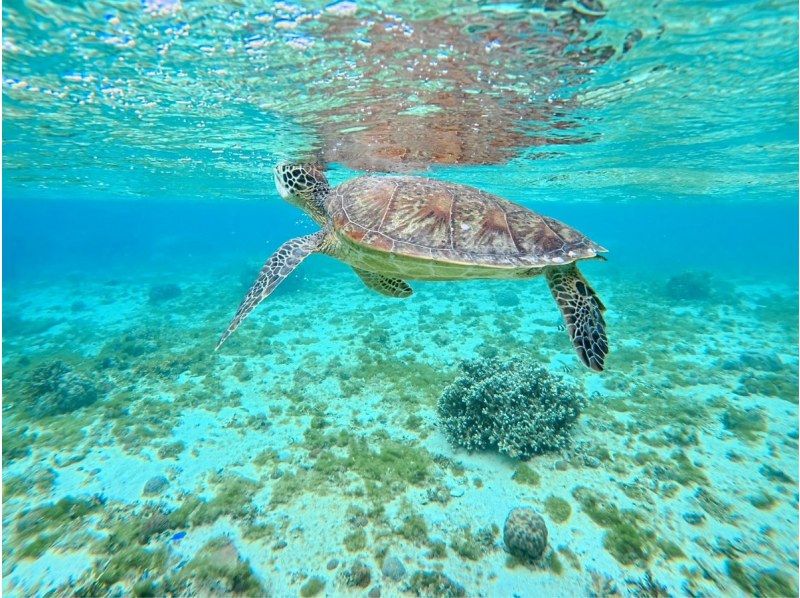 那覇からのアクセスも抜群！本島・南部ウミガメが生息してる【ジョン万ビーチ】で1組様限定のシュノーケリング冒険ツアー♪ の紹介画像