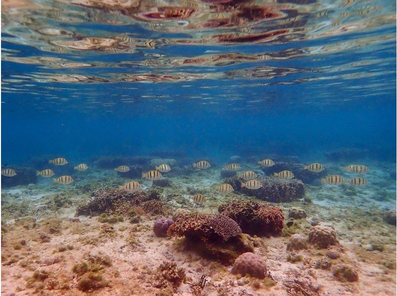 那覇からのアクセスも抜群！本島・南部ウミガメが生息してる【ジョン万ビーチ】で1組様限定のシュノーケリング冒険ツアー♪ の紹介画像