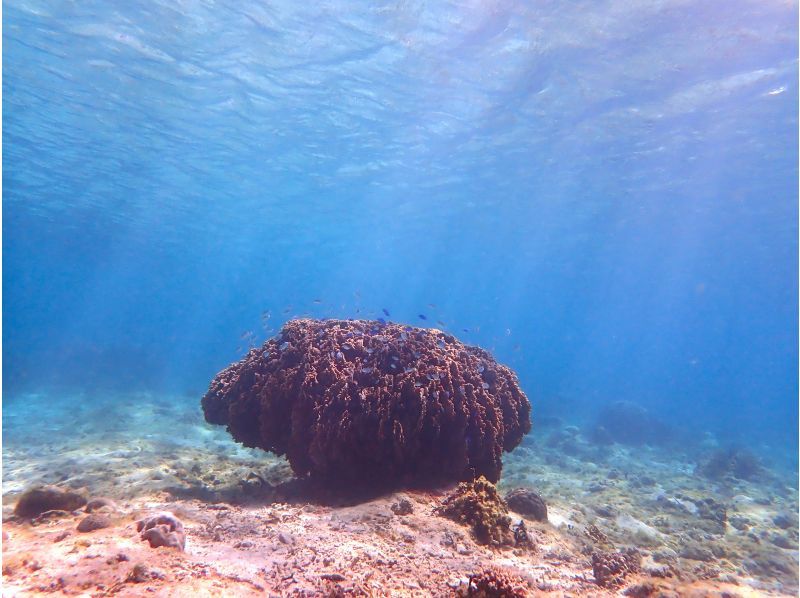 【沖縄・糸満】1組限定プライベートシュノーケリング・初心者・お子様連れ歓迎・少人数制・女性インストラクターが案内の紹介画像