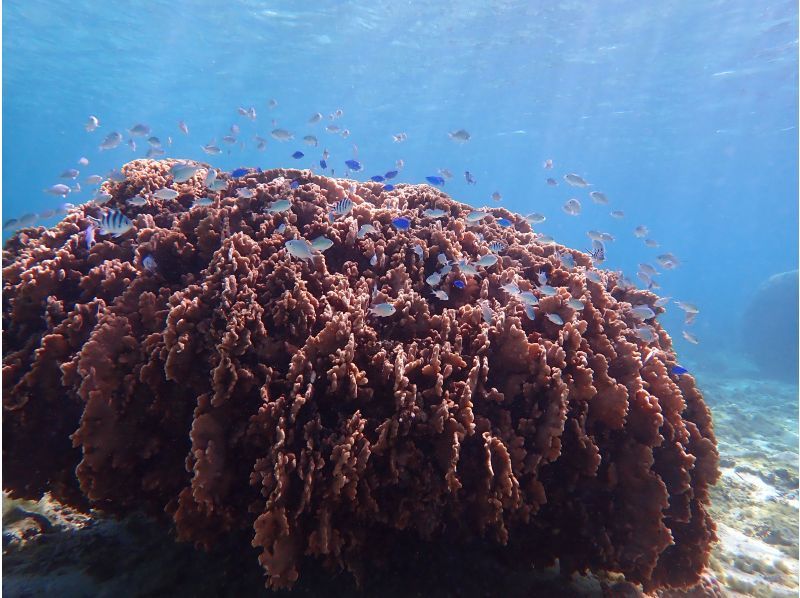 【沖縄・糸満】1組限定プライベートシュノーケリング・初心者・お子様連れ歓迎・少人数制・女性インストラクターが案内の紹介画像