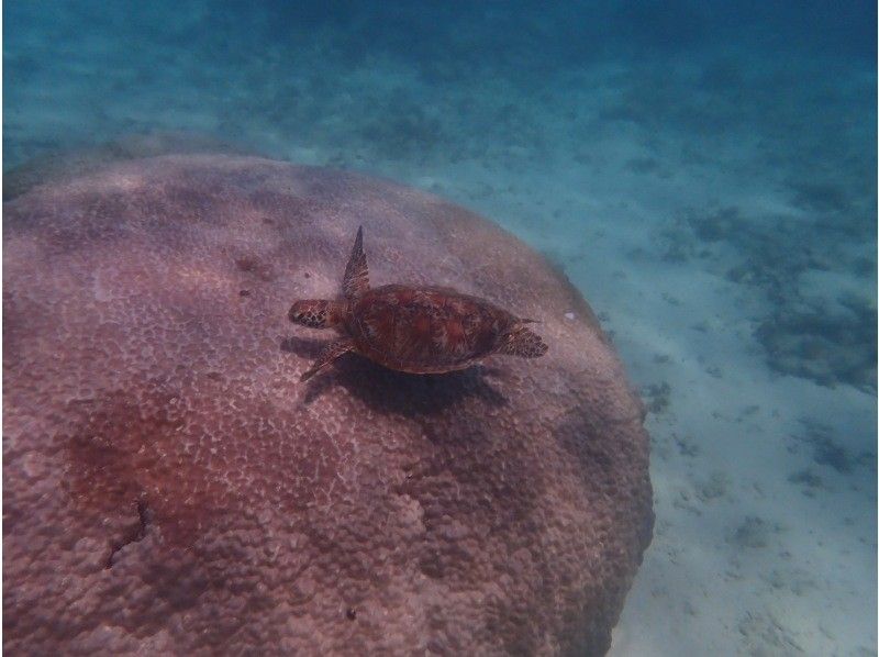 【沖縄・糸満】1組限定プライベートシュノーケリング・初心者・お子様連れ歓迎・少人数制・女性インストラクターが案内の紹介画像