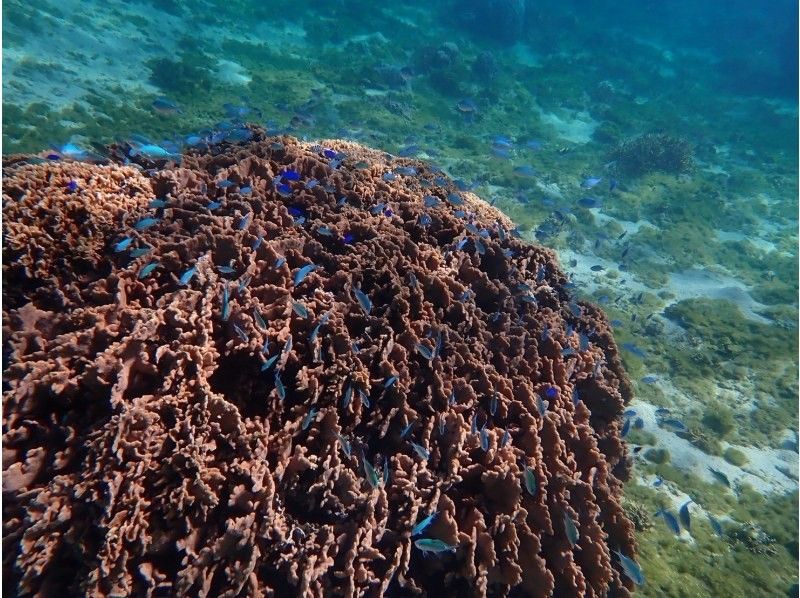 【沖縄・糸満】1組限定プライベートシュノーケリング・初心者・お子様連れ歓迎・少人数制・女性インストラクターが案内の紹介画像