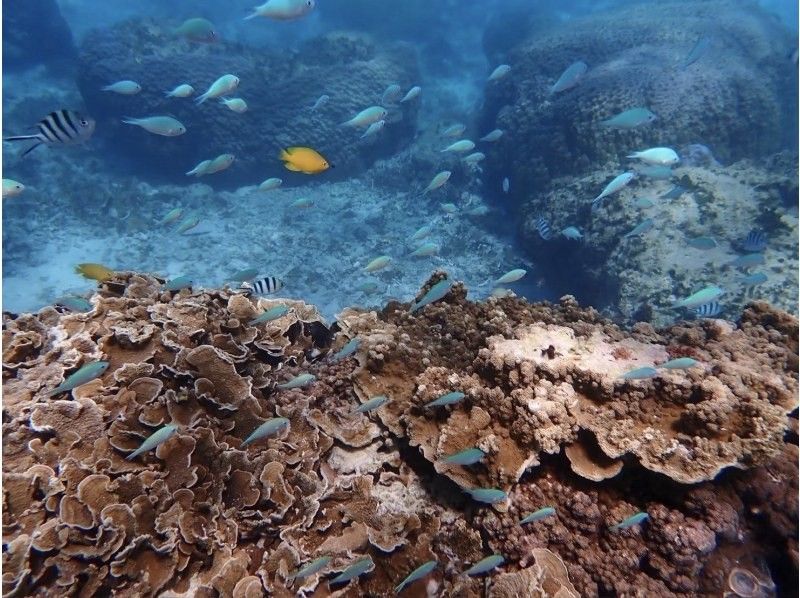 【沖縄・糸満】1組限定プライベートシュノーケリング・初心者・お子様連れ歓迎・少人数制・女性インストラクターが案内の紹介画像