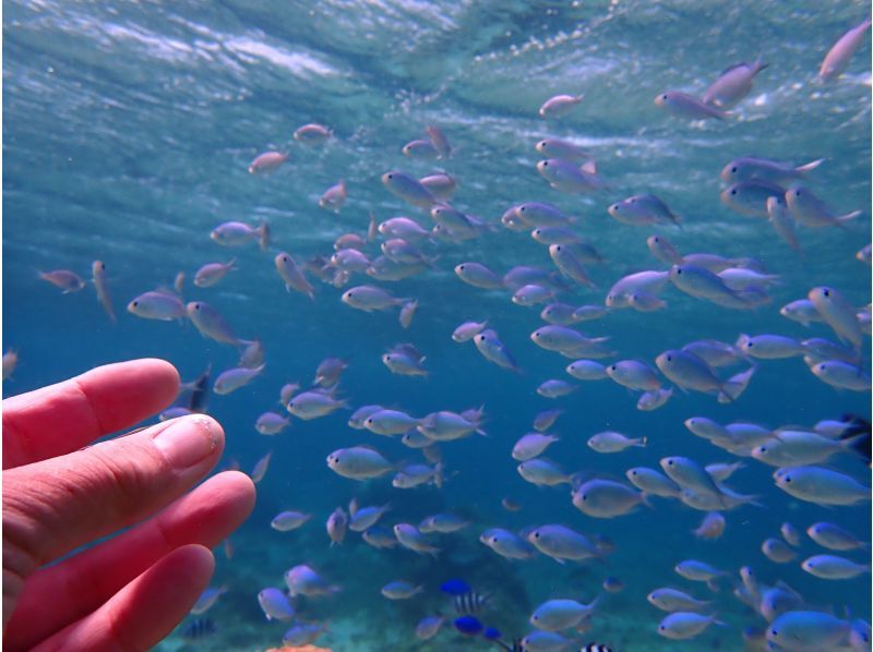 【沖縄・糸満】1組限定プライベートシュノーケリング・初心者・お子様連れ歓迎・少人数制・女性インストラクターが案内の紹介画像