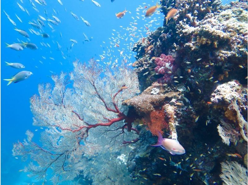 【沖縄・糸満フィッシャリーナ発】ボートダイビング・1組限定・少人数制・初心者OK・女性インストラクターが案内しますの紹介画像