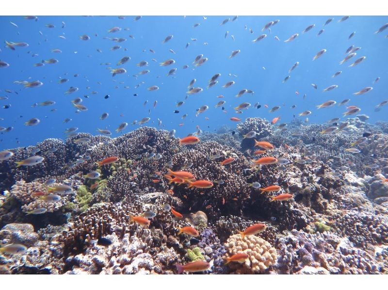 【沖縄・糸満フィッシャリーナ発】ボートダイビング・1組限定・少人数制・初心者OK・女性インストラクターが案内しますの紹介画像