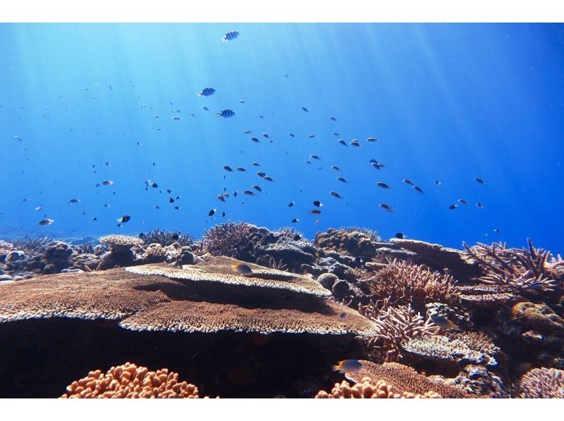 【沖縄・糸満フィッシャリーナ発】ボートダイビング・1組限定・少人数制・初心者OK・女性インストラクターが案内しますの紹介画像