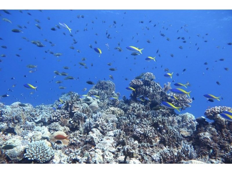 【沖縄・糸満フィッシャリーナ発】ボートダイビング・1組限定・少人数制・初心者OK・女性インストラクターが案内しますの紹介画像