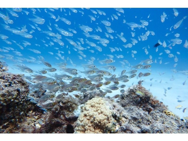 【沖縄・糸満フィッシャリーナ発】ボートダイビング・1組限定・少人数制・初心者OK・女性インストラクターが案内しますの紹介画像