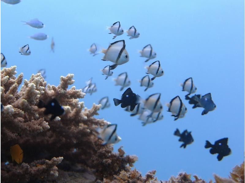 【沖縄・糸満フィッシャリーナ発】ボートダイビング・1組限定・少人数制・初心者OK・女性インストラクターが案内しますの紹介画像