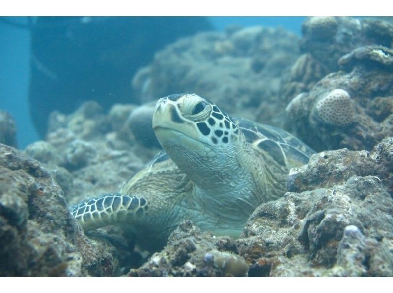 【沖縄・糸満フィッシャリーナ発】ボートダイビング・1組限定・少人数制・初心者OK・女性インストラクターが案内しますの紹介画像