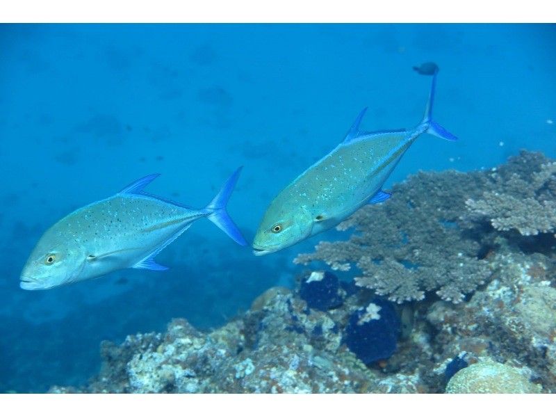 【沖縄・糸満フィッシャリーナ発】ボートダイビング・1組限定・少人数制・初心者OK・女性インストラクターが案内しますの紹介画像