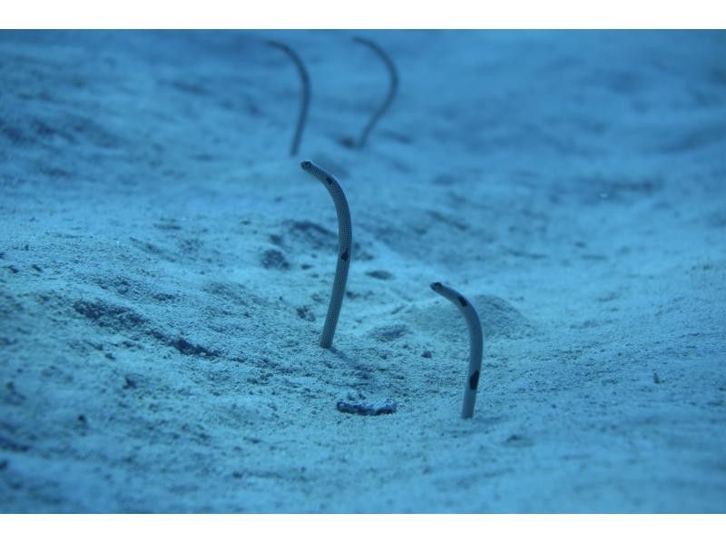 【沖縄・糸満フィッシャリーナ発】ボートダイビング・1組限定・少人数制・初心者OK・女性インストラクターが案内しますの紹介画像