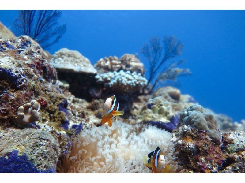 【沖縄・糸満フィッシャリーナ発】ボートダイビング・1組限定・少人数制・初心者OK・女性インストラクターが案内しますの紹介画像