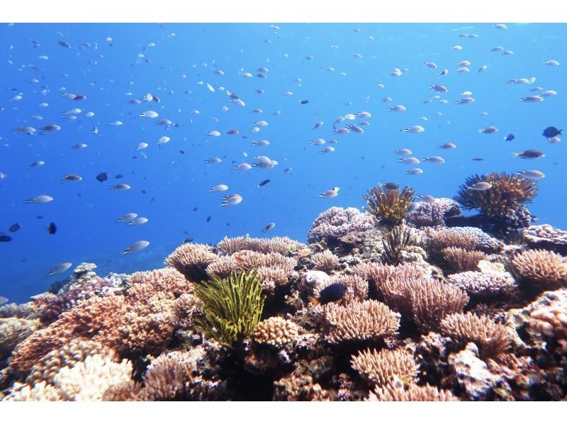 【沖縄・糸満フィッシャリーナ発】ボートダイビング・1組限定・少人数制・初心者OK・女性インストラクターが案内しますの紹介画像