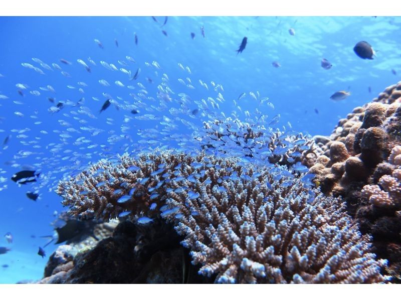 【沖縄・糸満フィッシャリーナ発】ボートダイビング・1組限定・少人数制・初心者OK・女性インストラクターが案内しますの紹介画像