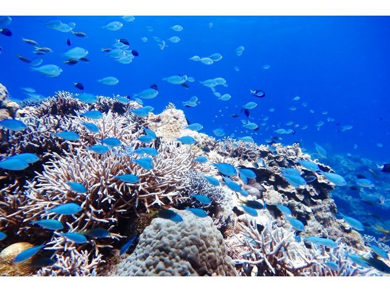 【沖縄・糸満フィッシャリーナ発】ボートダイビング・1組限定・少人数制・初心者OK・女性インストラクターが案内しますの紹介画像