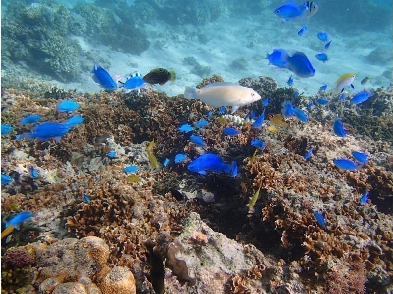 （青の洞窟）一組貸切専属ガイドプライベートシュノーケルツアー水中写真魚&魚エサ無料♪泳ぎに自信のない方も安心♪の紹介画像