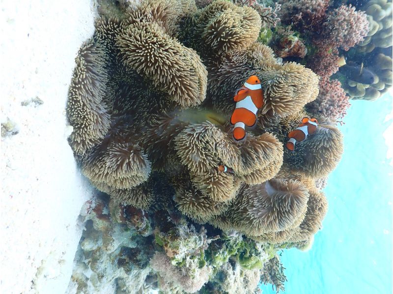 【宮古島｜ウミガメSUP＆シュノーケル｜2.5時間】⭐️OPEN記念1組限定貸切⭐️ドローン＆水中撮影無料！高確率でウミガメと会える！の紹介画像