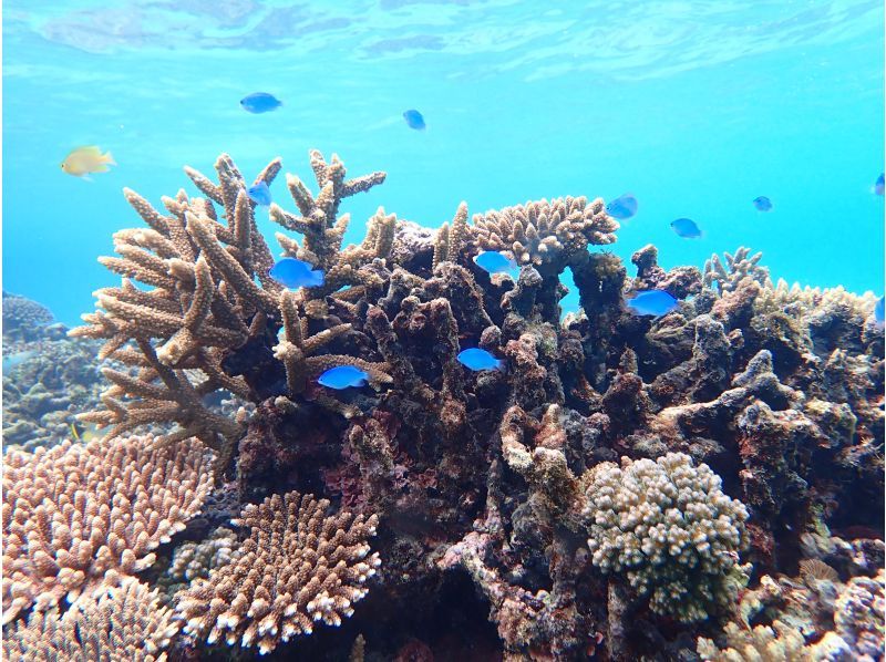 【宮古島｜秘境のサンゴ礁SUP＆シュノーケル｜2.5時間】⭐️OPEN記念1組限定貸切⭐️ドローン＆水中撮影無料！ビーチとは思えない珊瑚礁♪の紹介画像