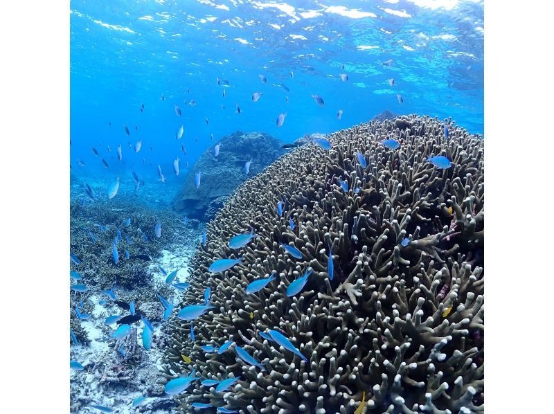 【宮古島/少人数】ウミガメと泳げるシュノーケリングツアー！遭遇率100%継続中！最大2組でのご案内♪の紹介画像