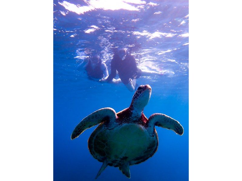 ☆春休み企画！学生グループ割セール・ウェットスーツも無料☆〜ウミガメ遭遇率99%以上〜大人気ウミガメ探索シュノーケリング！【沖縄・宮古島】の紹介画像