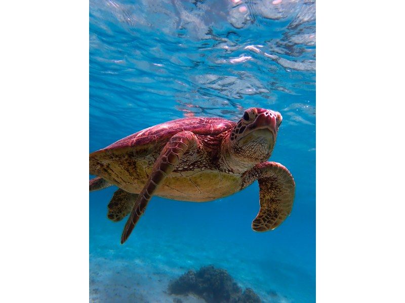☆春休み企画！学生グループ割セール・ウェットスーツも無料☆〜ウミガメ遭遇率99%以上〜大人気ウミガメ探索シュノーケリング！【沖縄・宮古島】の紹介画像
