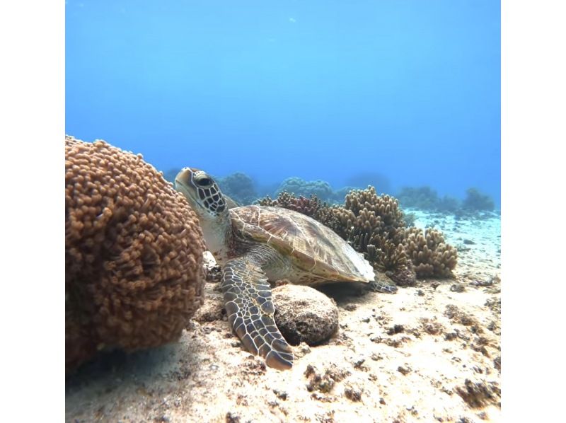 ☆春休み企画！学生グループ割セール・ウェットスーツも無料☆〜ウミガメ遭遇率99%以上〜大人気ウミガメ探索シュノーケリング！【沖縄・宮古島】の紹介画像