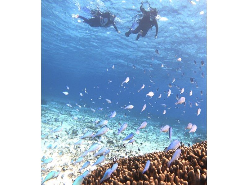 ☆春休み企画！学生グループ割セール・ウェットスーツ無料☆美しい珊瑚礁や熱帯魚に高確率でウミガメに欲張りシュノーケリングプラン【沖縄・宮古島】の紹介画像