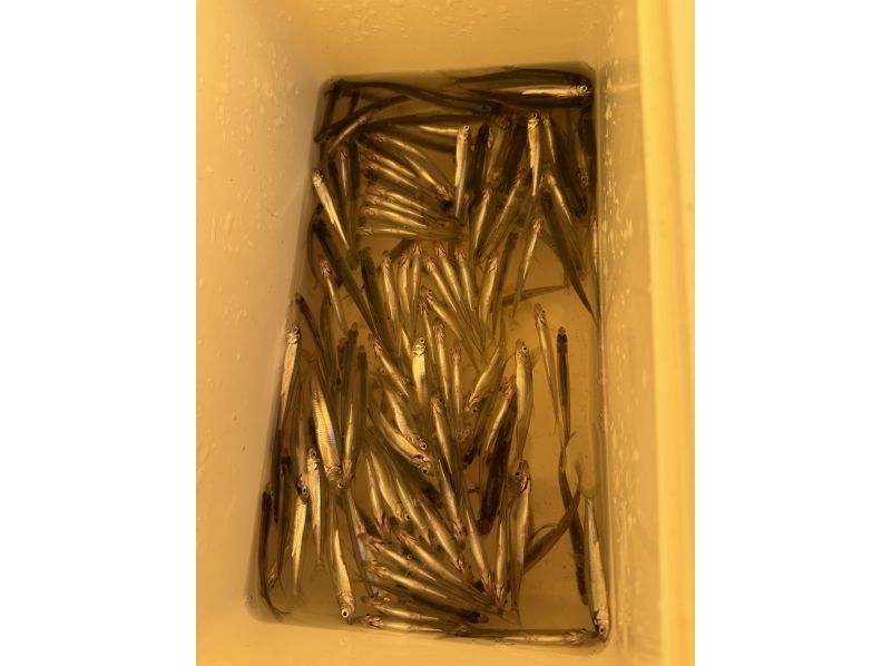 【北海道】札幌市内中心部から送迎付き！北海道屈指の秘境でワカサギ釣り！朱鞠内湖での1日プレミアムワカサギ釣り体験ツアーの紹介画像