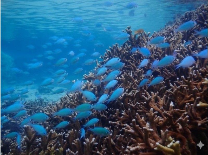 【石垣島/午後14：00】当日予約可｜ウミガメシュノーケル｜大満喫ツアー！｜ドローン&bull;GoPro撮影付きの紹介画像