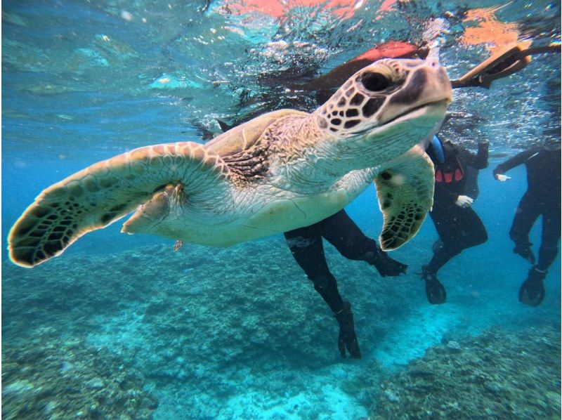【石垣島/1日】期間限定学割！幻の島&times;ウミガメシュノーケル&times;絶景川平湾クリアサップ or クリアカヤック体験｜写真＆送迎無料の紹介画像